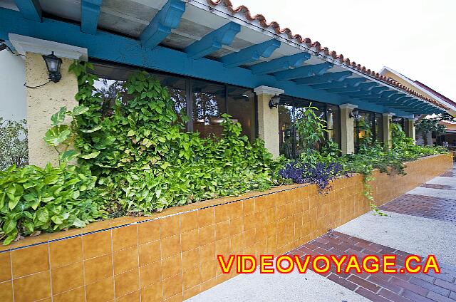 cuba Varadero ROC Barlovento The vegetation on the edge of the windows.