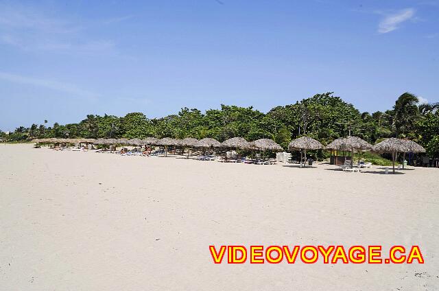 Cuba Varadero Brisas del Caribe Small trees on the beach, few palm.