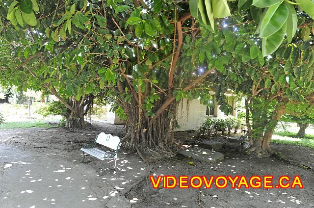 Cuba Varadero Hotel Club Kawama A bench under a huge tree.