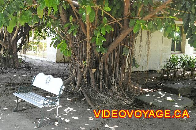 Cuba Varadero Hotel Club Kawama A tree consists of many branches ...