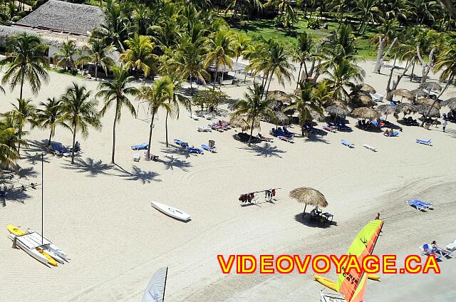 Cuba Varadero Paradisus Varadero Un ejemplo de una palmera que crece en la playa.