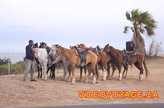 Cuba Varadero Be Live Experience Las Morlas Fuera del hotel, se puede montar a caballo.