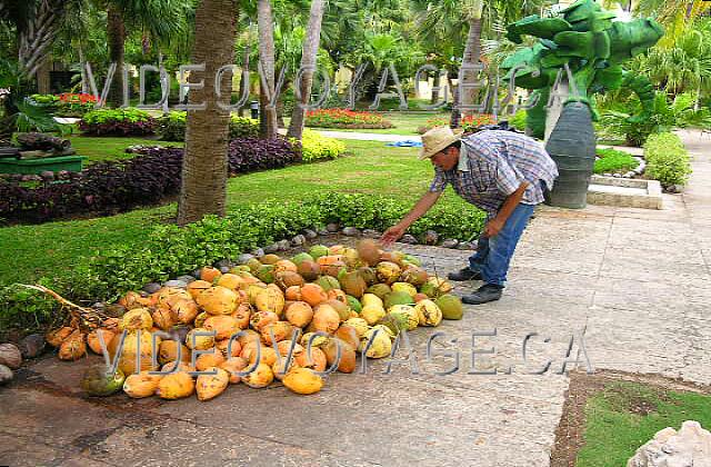 Cuba Varadero Sol Palmeras A Cuban who cut coconuts for you to eat in the beverage in the coconut.